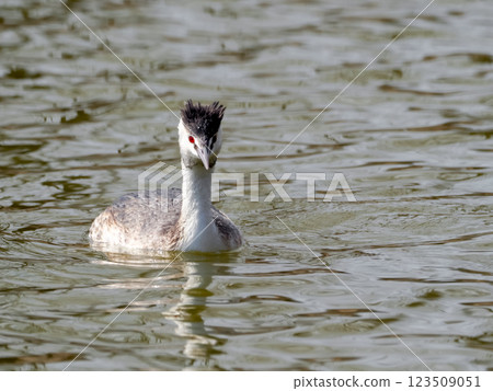 偉大的鳳頭gre .. 123509051