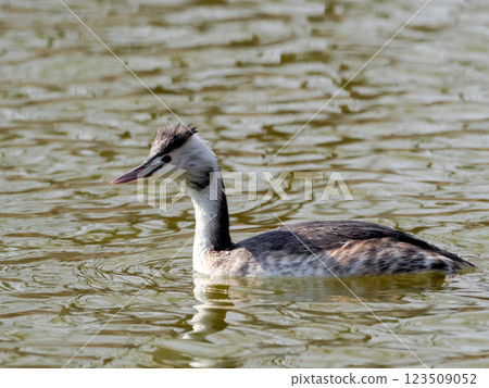 偉大的鳳頭gre .. 123509052