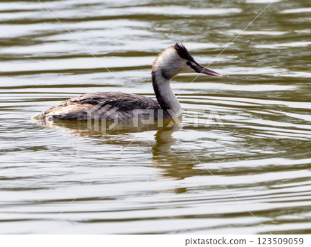 Great crested grebe 123509059