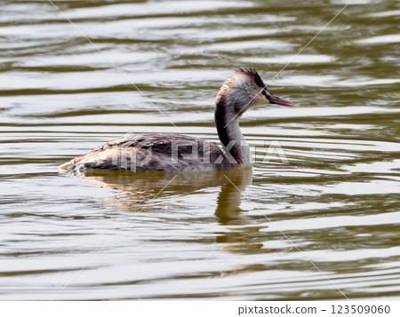 Great crested grebe 123509060