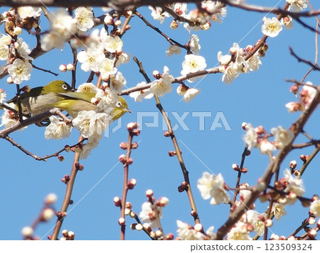 White-eye sucking plum nectar 123509324