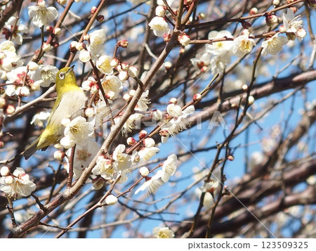 Mejiro吮吸梅花的蜂蜜 123509325