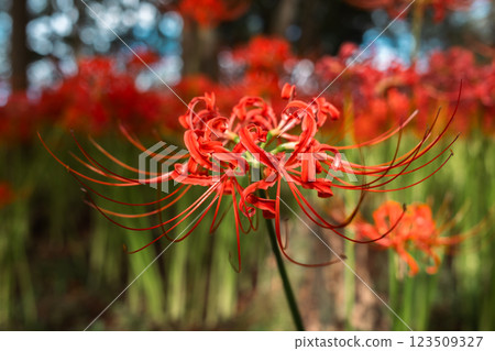 red spider lily 123509327