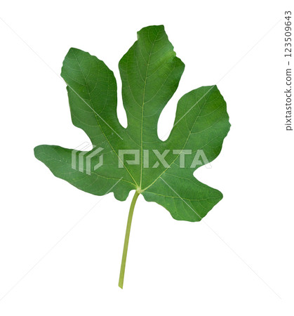 Fig, Ficus carica green leaf plant tropical natural isolated on white background. 123509643
