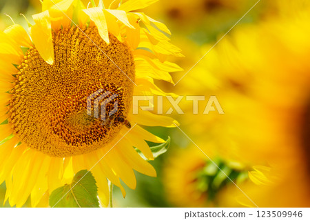 Blooming sunflower with honey bee Blooming sunflower with honey bee 123509946