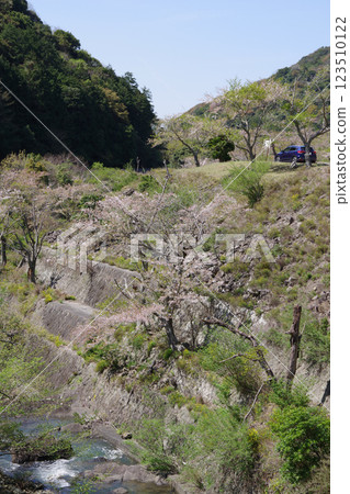 Cherry blossoms bloom at Dainichi Dam Park in Minamiawaji City, Hyogo Prefecture 123510122
