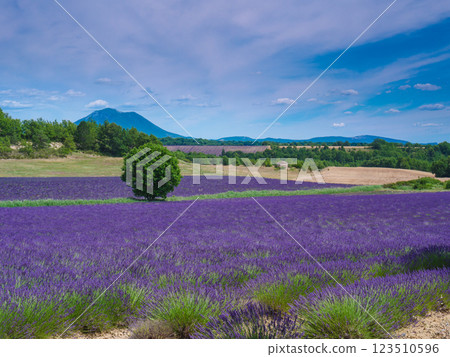 Provence landscape with lavender fields, France Provence landscape with lavender fields, France 123510596
