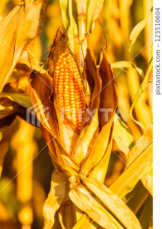 Dry corn on the stalk in the field 123510604