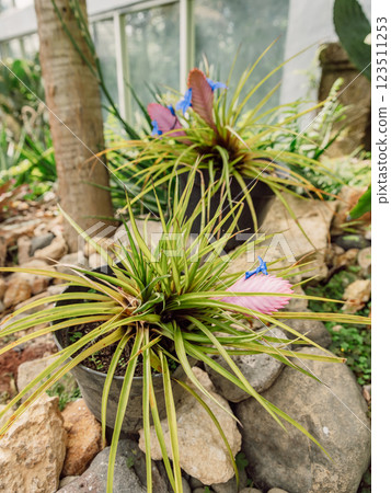 Tropical plants in botanic garden in Bali, Indonesia 123511253