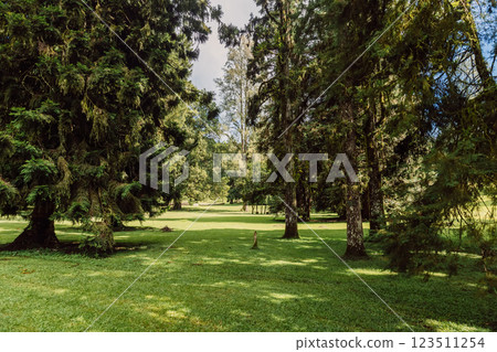 Bali botanic park with giant trees in Indonesia. 123511254