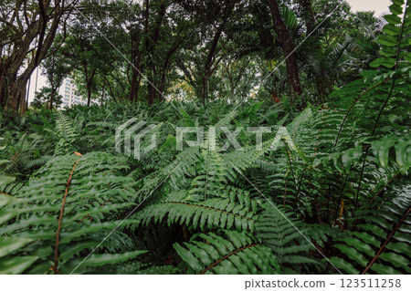Fern foliage  in tropical park or rain forest 123511258