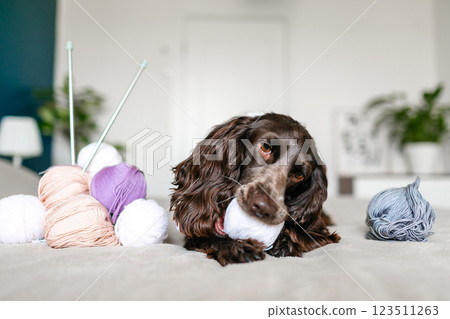 Adorable Russian Spaniel Pup Delighting in Play with Colorful Woolen Balls Adorable Russian Spaniel Pup Delighting in Play with Colorful Woolen Balls 123511263