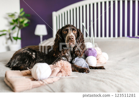 Dog Russian brown spaniel lying on the bed and playing with balls of colorful woolen threads Dog Russian brown spaniel lying on the bed and playing with balls of colorful woolen threads 123511281