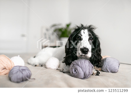 Charming Spaniel Puppy Amused by Woolen Threads on Soft Bed Charming Spaniel Puppy Amused by Woolen Threads on Soft Bed 123511299
