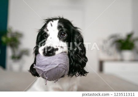 Cheerful Spaniel Puppy Discovers Woolen Balls Amidst Cozy Bedding Cheerful Spaniel Puppy Discovers Woolen Balls Amidst Cozy Bedding 123511311