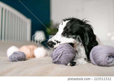 Playful Spaniel Puppy Engrossed in Woolen Ball Adventure on Bed 123511312