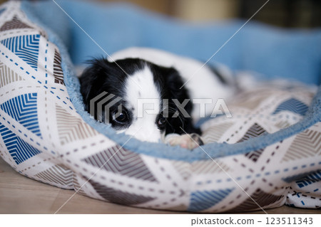 A one-month-old white spaniel puppy with black ears and spots is sitting on its soft, cozy, fluffy blue rug A one-month-old white spaniel puppy with black ears and spots is sitting on its soft, cozy, fluffy blue rug 123511343