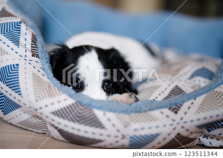 A month-old white spaniel puppy with dark ears and markings is perched on a plush blue carpet A month-old white spaniel puppy with dark ears and markings is perched on a plush blue carpet 123511344
