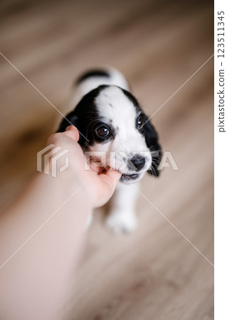 A one-month-old white spaniel puppy with black ears and spots is nibbling its owner's fingers A one-month-old white spaniel puppy with black ears and spots is nibbling its owner's fingers 123511345