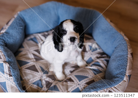 A one-month-old white spaniel puppy with black ears and spots is sitting on its soft, cozy, fluffy blue rug 123511347