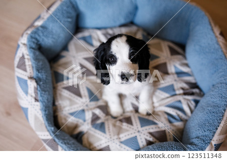 A month-old white spaniel puppy with dark ears and markings is perched on a plush blue carpet A month-old white spaniel puppy with dark ears and markings is perched on a plush blue carpet 123511348