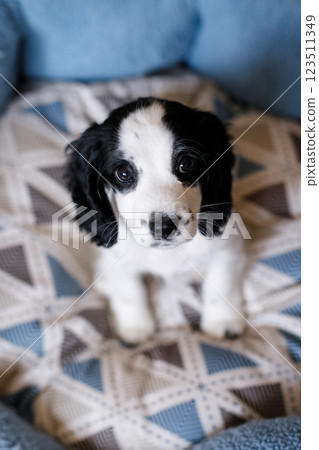 A one-month-old fluffy white spaniel puppy with black ears is resting on a soft blue mat 123511349