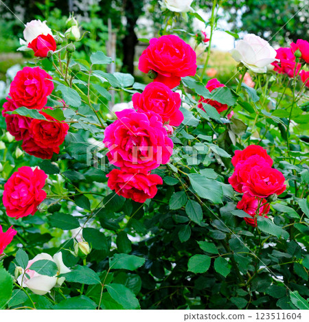 Red rose in a summer garden. 123511604