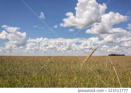 Summer landscape. The spike on the background field and horizon 123511777