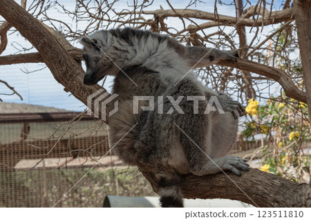 Animals. Lemur sitting on a branch of a dry tree. Close-up, blurry background. 123511810