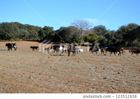 Rural landscape with cattle grazing in spain under clear blue sky. Bull farm in Spain Rural landscape with cattle grazing in spain under clear blue sky. Bull farm in Spain 123512838