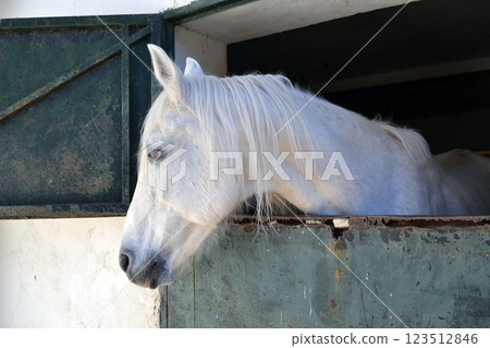Graceful white horse in a spanish stable Graceful white horse in a spanish stable 123512846