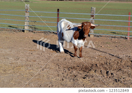 Spanish farmland scene featuring a brown and white bull Spanish farmland scene featuring a brown and white bull 123512849