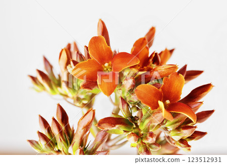 Orange flowers of kalanchoe 123512931