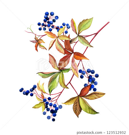 A branch of wild grapes. Hand pained watercolor of berries and autumn leaves. Good for postcards, books, invitations, greeting cards, wallpaper and textiles.. A branch of wild grapes. Hand pained watercolor of berries and autumn leaves. Good for postcards, books, invitations, greeting cards, wallpaper and textiles.. 123512932