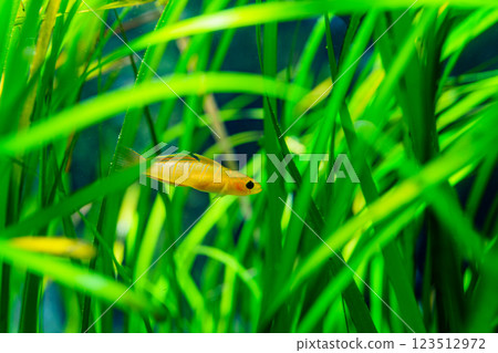 The beautiful world of aquariums: Yellow tropical fish swimming among vibrant aquatic plants The beautiful world of aquariums: Yellow tropical fish swimming among vibrant aquatic plants 123512972