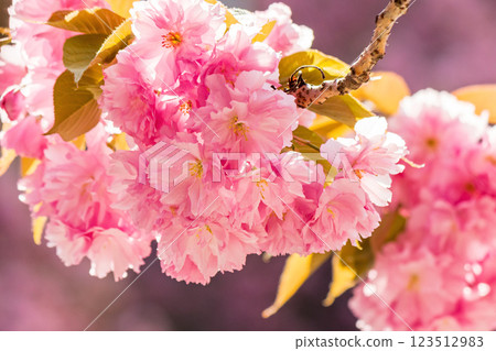 closeup of sakura blossom. pink floral background. sunny day in spring 123512983