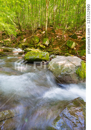 landscape with river in the beech forest. lush foliage on the trees. wild water stream among mossy rocks on a sunny day. idyllic recreation in transcarpathia 123512990