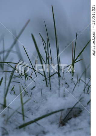 Green grass covered with fluffy snow Green grass covered with fluffy snow 123513025
