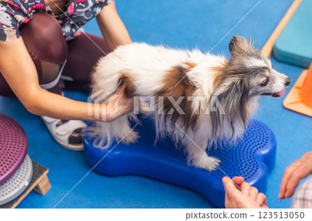 Veterinarian physiotherapist helping a papillon dog doing rehabilitation exercises on a balance cushion 123513050