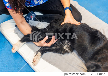 Veterinarian performing physiotherapy on a border collie dog 123513054