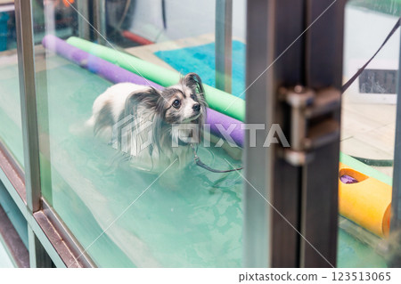 Papillon dog walking in water rehabilitation treadmill at veterinary clinic 123513065