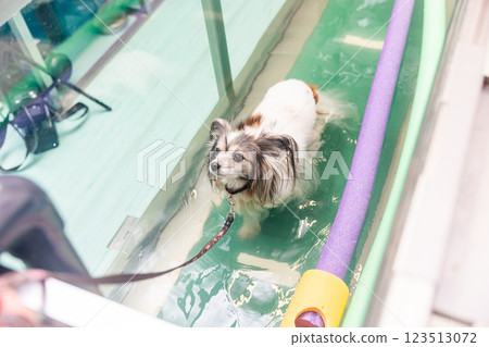 Papillon dog walking on underwater treadmill for rehabilitation therapy 123513072