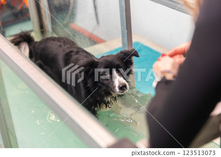 Border collie walking on underwater treadmill for rehabilitation therapy Border collie walking on underwater treadmill for rehabilitation therapy 123513073