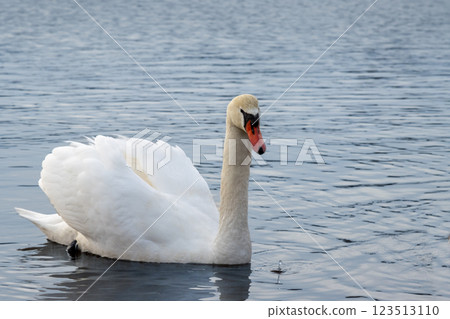 White swan in a pond, Lipno, Czechia 123513110