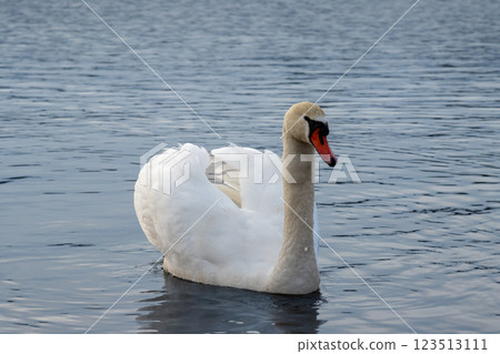 White swan in a pond, Lipno, Czechia 123513111