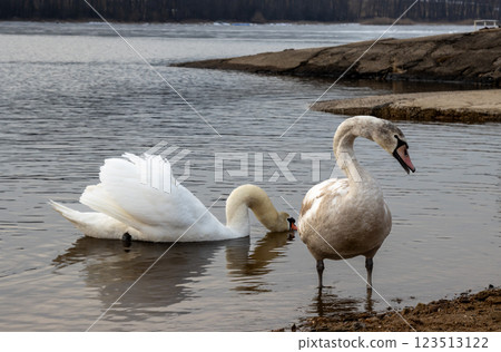 Two swans in the water of dam Lipno, Czechia 123513122