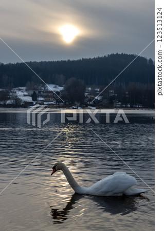 Swan in the reflection of a sunset, Lipno, Czechia Swan in the reflection of a sunset, Lipno, Czechia 123513124
