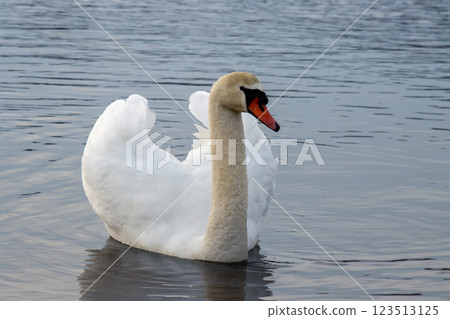 White swan in a pond, Lipno, Czechia White swan in a pond, Lipno, Czechia 123513125