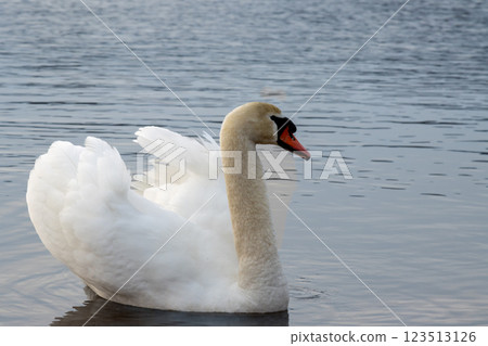 White swan in a pond, Lipno, Czechia White swan in a pond, Lipno, Czechia 123513126