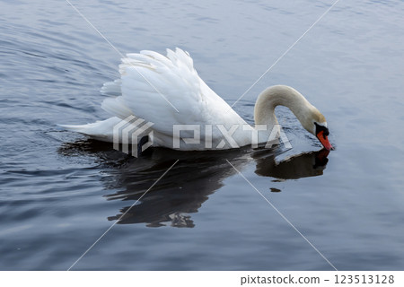 White swan in a pond, Lipno, Czechia White swan in a pond, Lipno, Czechia 123513128